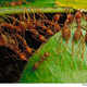 Illustration for article titled The most advanced hive mind in the jungle